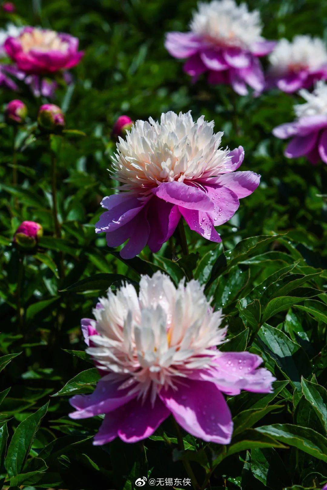无锡的芍药种植规模不大