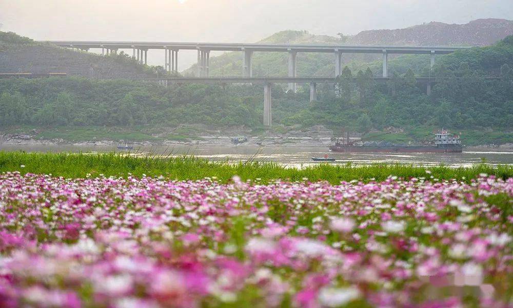 推荐| 重庆南平坝格桑花盛开 扮靓江岸