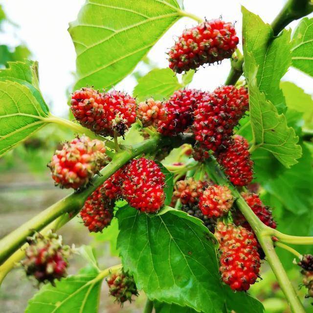 另一种是奶油桑葚.