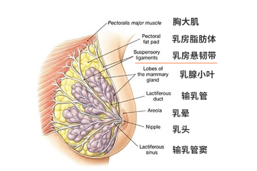 乳房是什么解剖图片