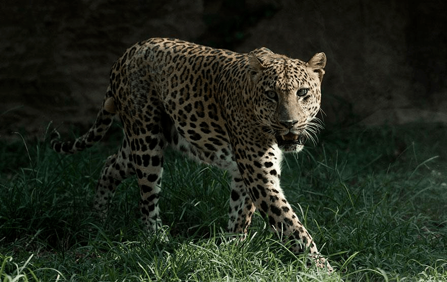 杭州转塘疑似豹子出没?发现者:它胆子挺大,还看我一眼!