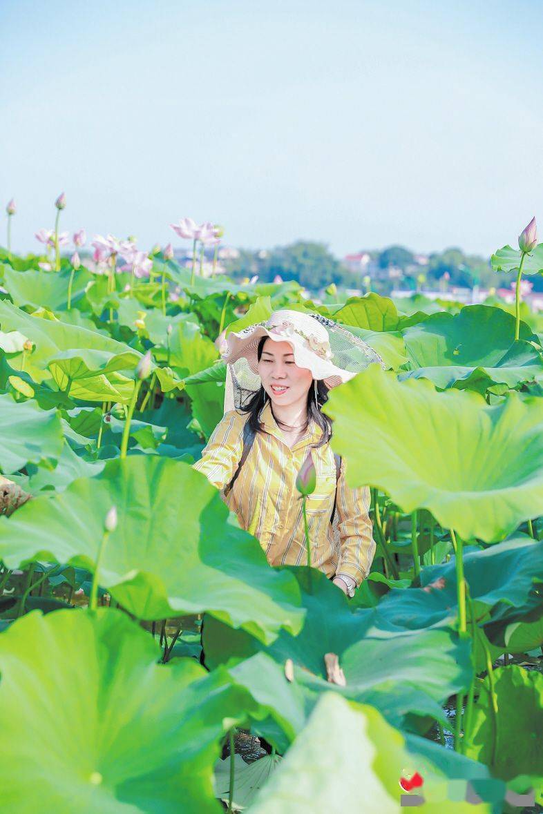 高淳荷花仙子配合口图片