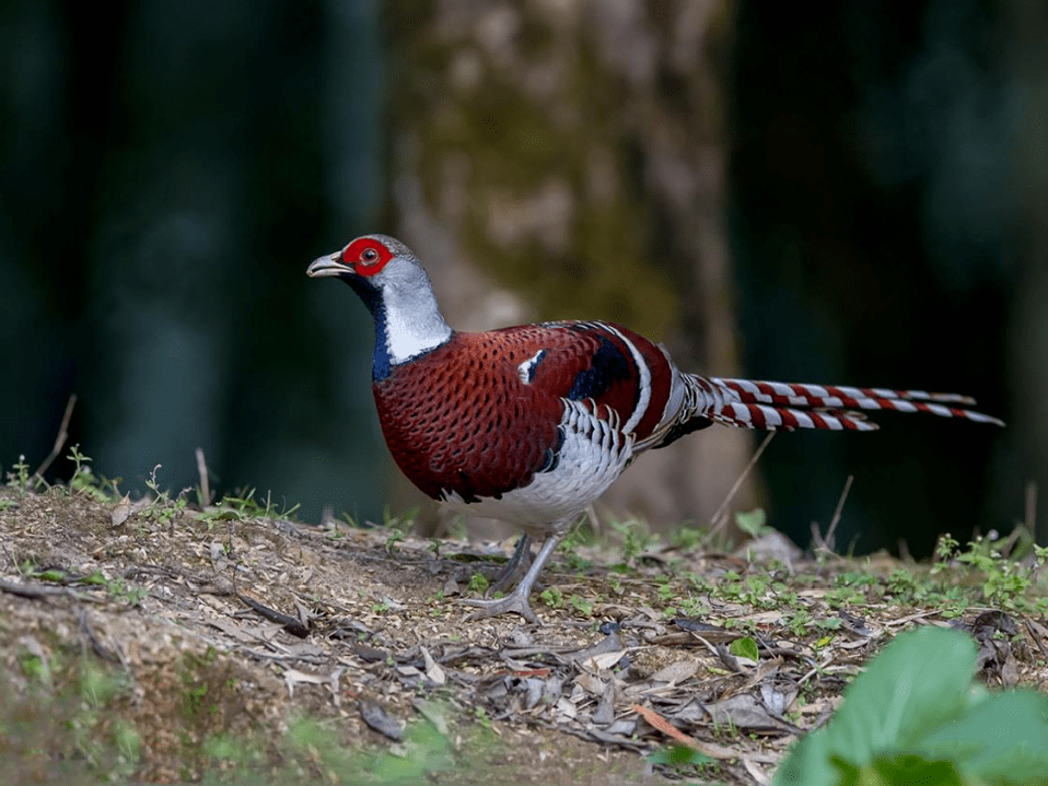 生物多样性鸟中大熊猫的故乡泰顺乌岩岭保护区