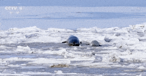 6d7c1a33b8eb417a8452c9afe97fe14e.gif
