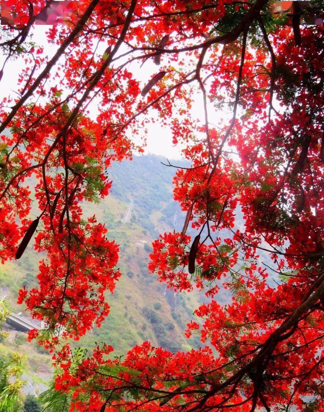 怒江旅游凤凰花开红似火峡谷赏花正当时