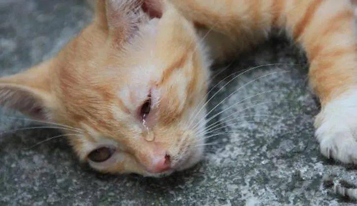 女孩暴打虐猫男,获刑!