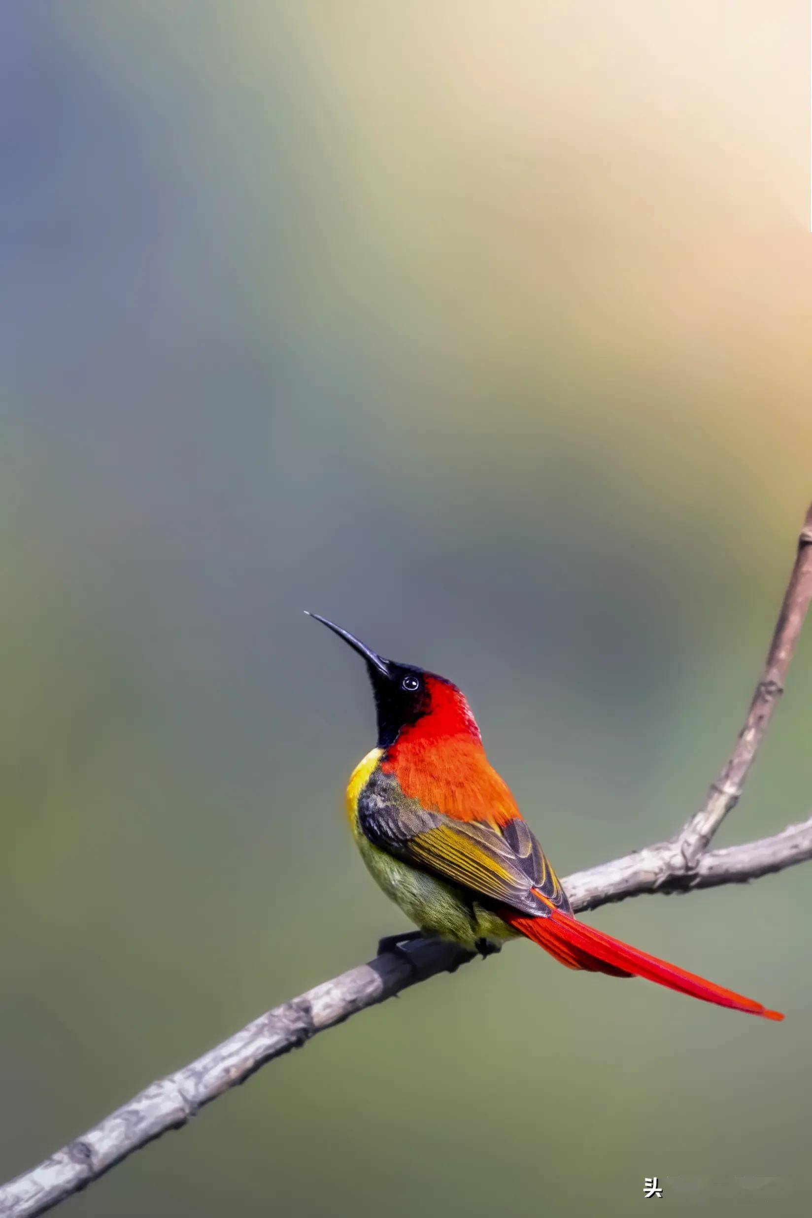 火尾太阳鸟.晓阳- george/摄影_金属