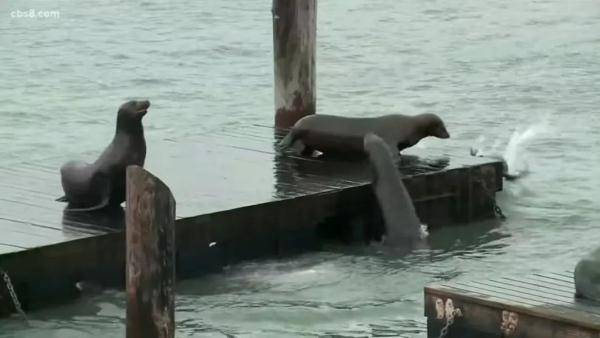 癌症|加州的海狮为何死于神秘癌症？藏在海底的罪证被发现