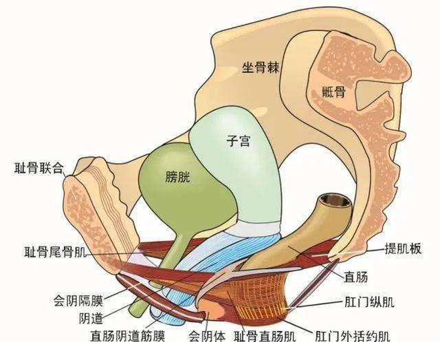 骶子宫韧带图片