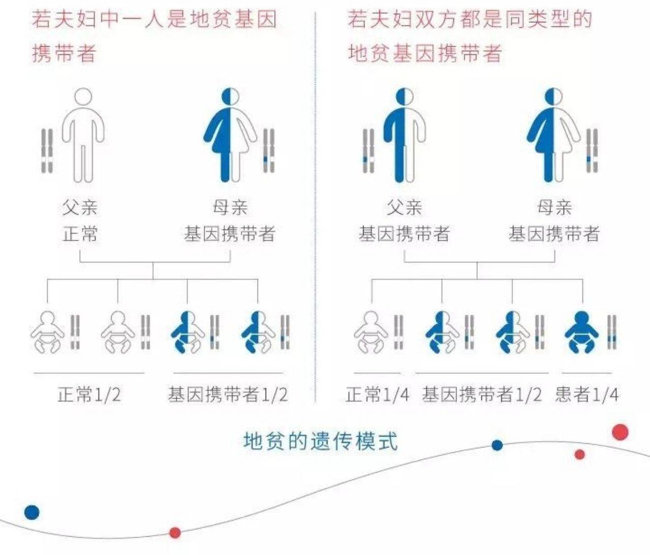 作为世界上最常见的单基因遗传病之一,地贫具有地域和种族差异.
