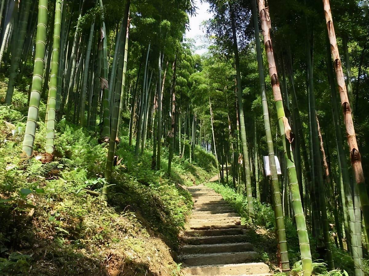 夏日避暑勝地安吉大竹海漫山遍野的翠竹隨風搖曳碧浪翻騰