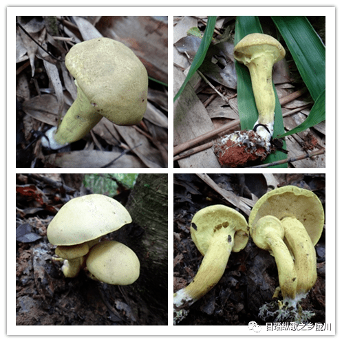 8 黄褐口蘑:菌盖棕红色;菌褶白色束状;菌柄白色,质地疏松,触碰不