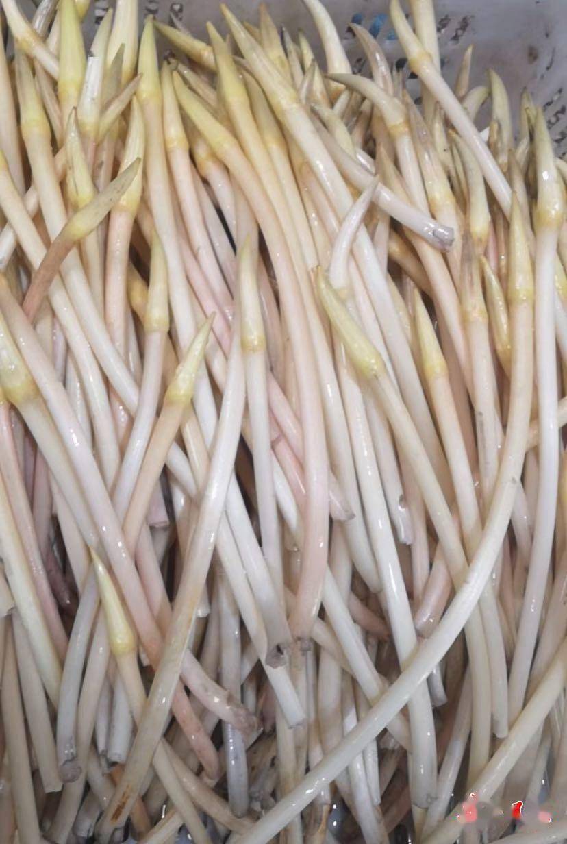 最贵蔬菜上市?想吃便宜藕带还要再等等