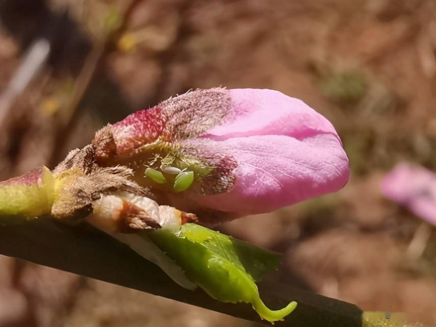 桃树蚜虫的危害及其药剂防控