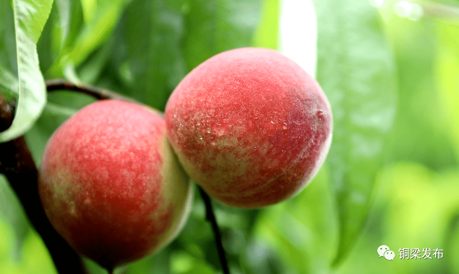 铜梁水口镇爽脆清甜的桃子熟啦!