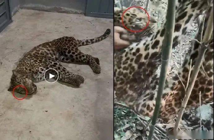 杭州的豹子到底有没有被狗咬死?_视频