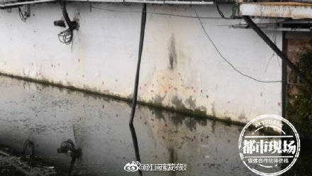 警惕 南昌一景区遍布 粉红泡泡 专家 必须赶快处理 水草