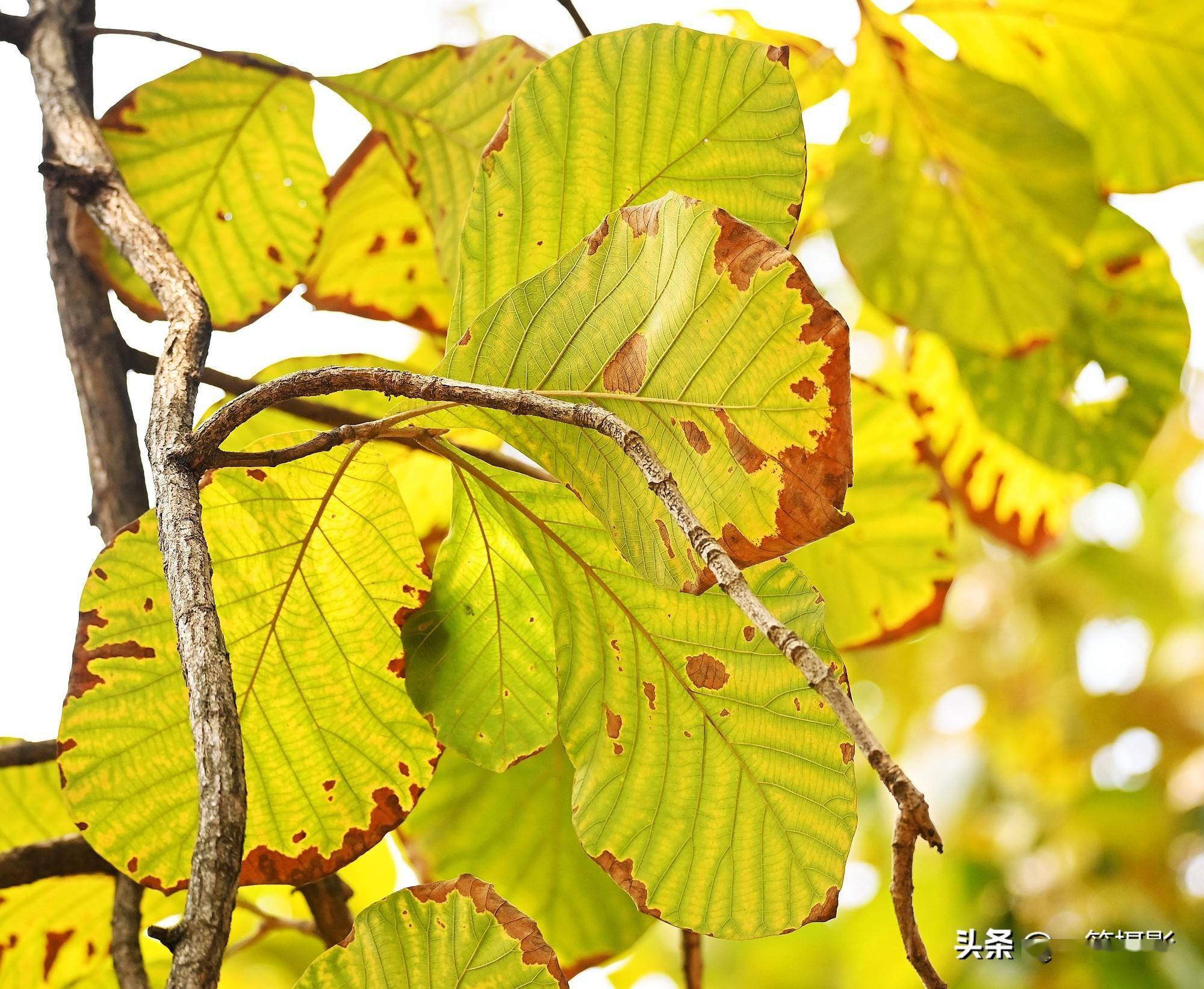长在广州的柚木叶儿也可以这么美
