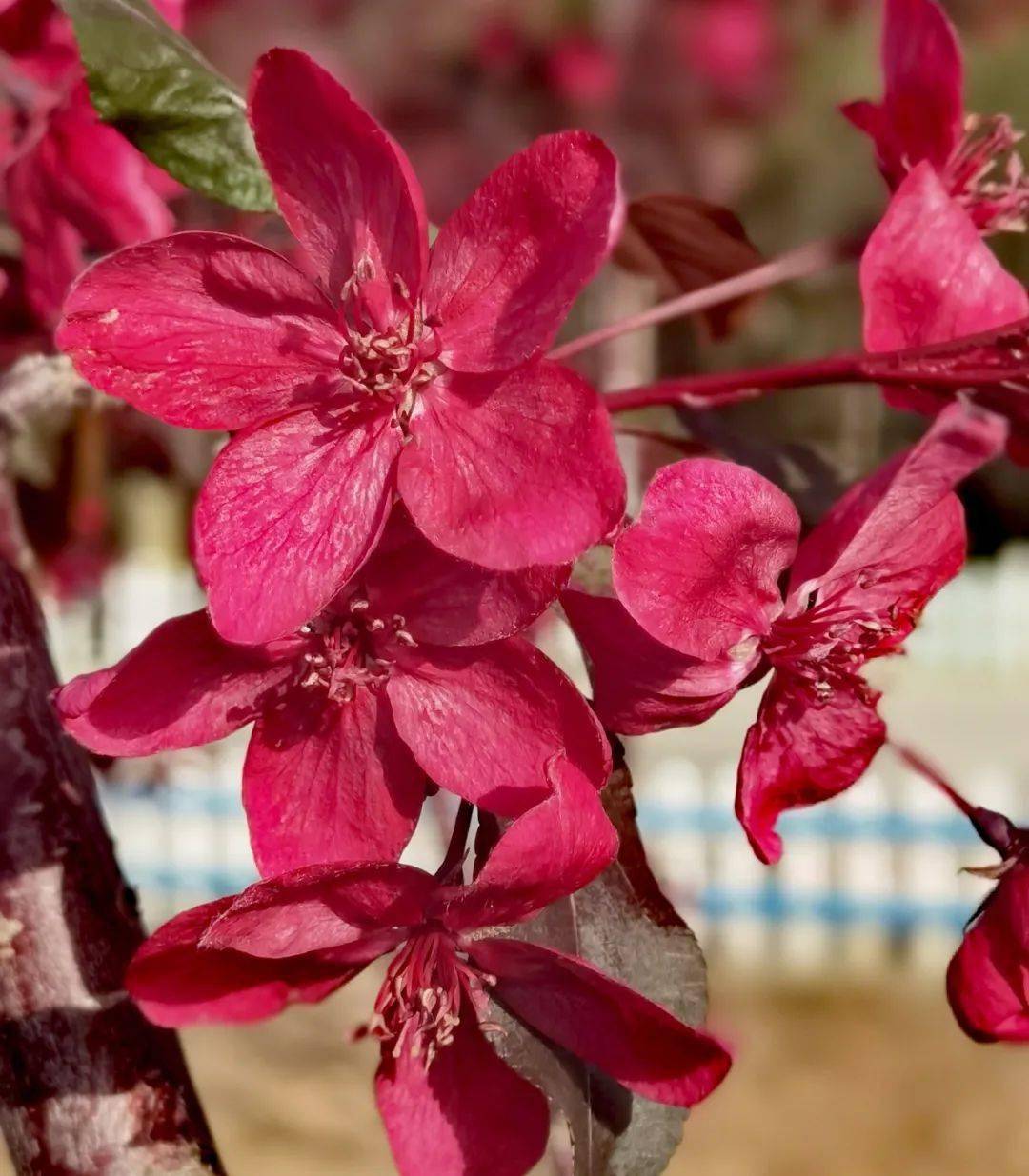 海棠图片大全高清大图 27fd6b21a3e2482bb68286843ed5abf8.jpeg