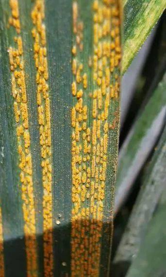 小麦常见的病害图片图片