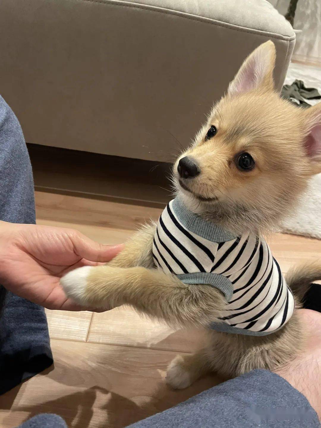 柯基 甲斐犬 狗子长成了熊的模样 柯基的小短腿基因 真的太强了 Kuma 柯基 甲斐犬 狗子长成了熊的模样 柯基的小短腿基因 真的太强了 Kuma