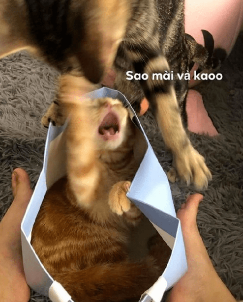 战况|主人亲了下小猫咪，它居然懂得回亲一下，要被萌死了！