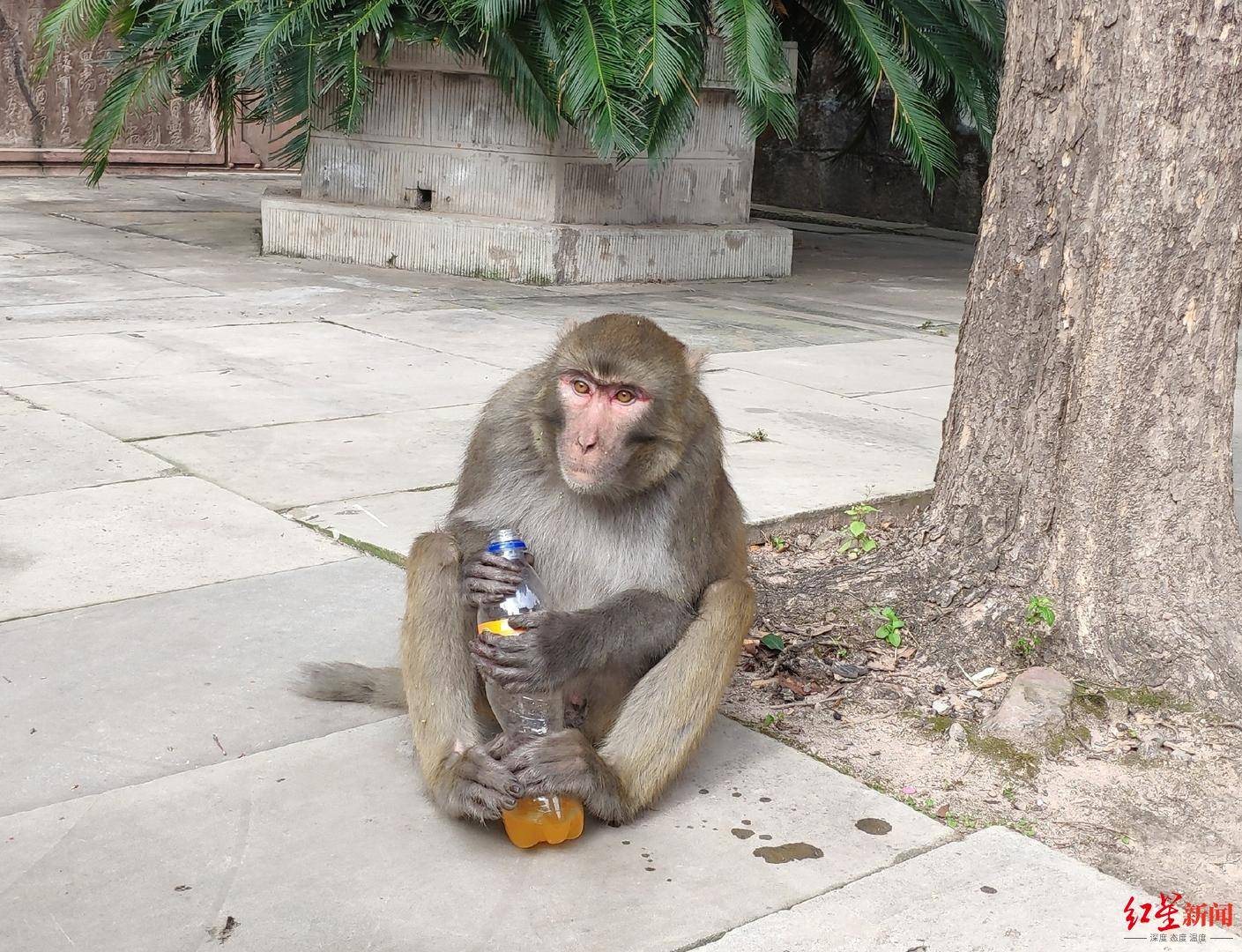 图书馆翻书…西昌泸山顽猴下山滋扰校园 景区:每天投放150斤玉米_猴子