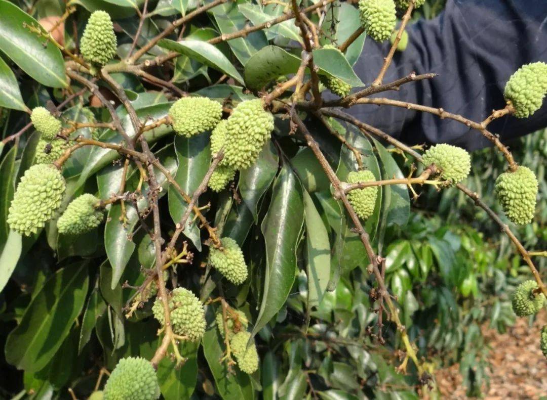 種植勝荔讓荔枝花倍好果更靚收益高