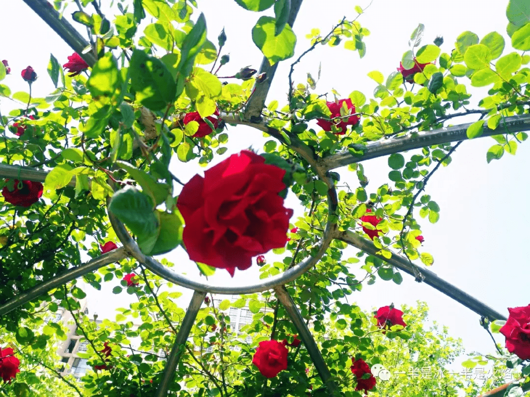 自由行走的花是什么花 e3135b1706da4fbe915d7d57eb959196.png