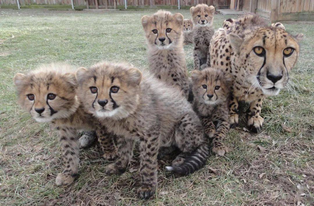 杭州三只金钱豹出逃园方否认又致歉称未成年杀伤力弱这才是未成年小奶