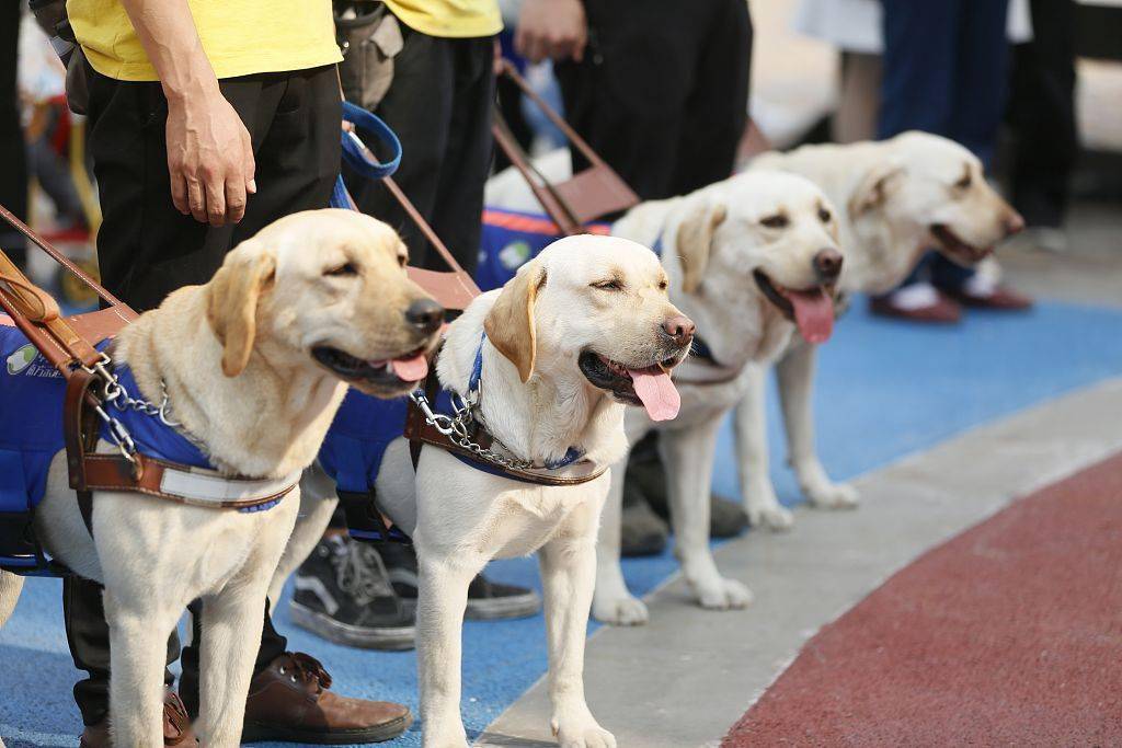 你是我的眼盘点那些尽职尽责的导盲犬