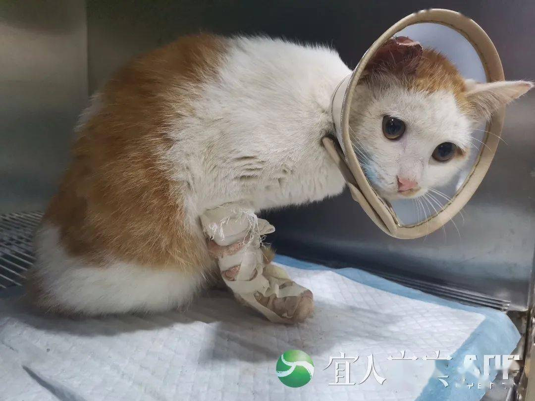 刀伤缝6针 宜宾2月大小猫疑似被虐待 后续情况