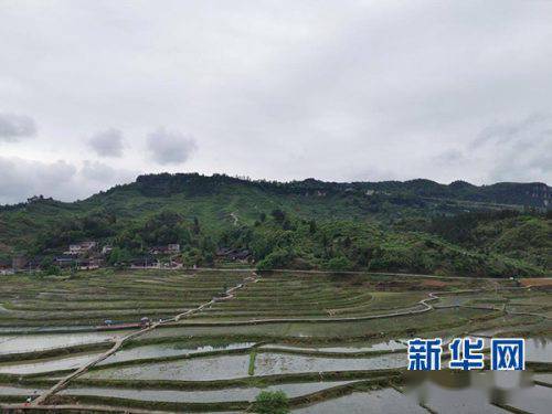 立夏时节,记者走进凯里市炉山镇洛棉村,民族村寨依山而建,错落有致,村