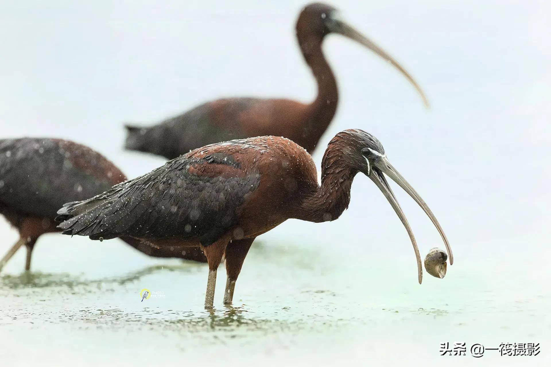 珍稀鸟类彩鹮杭州翁剑敏摄影