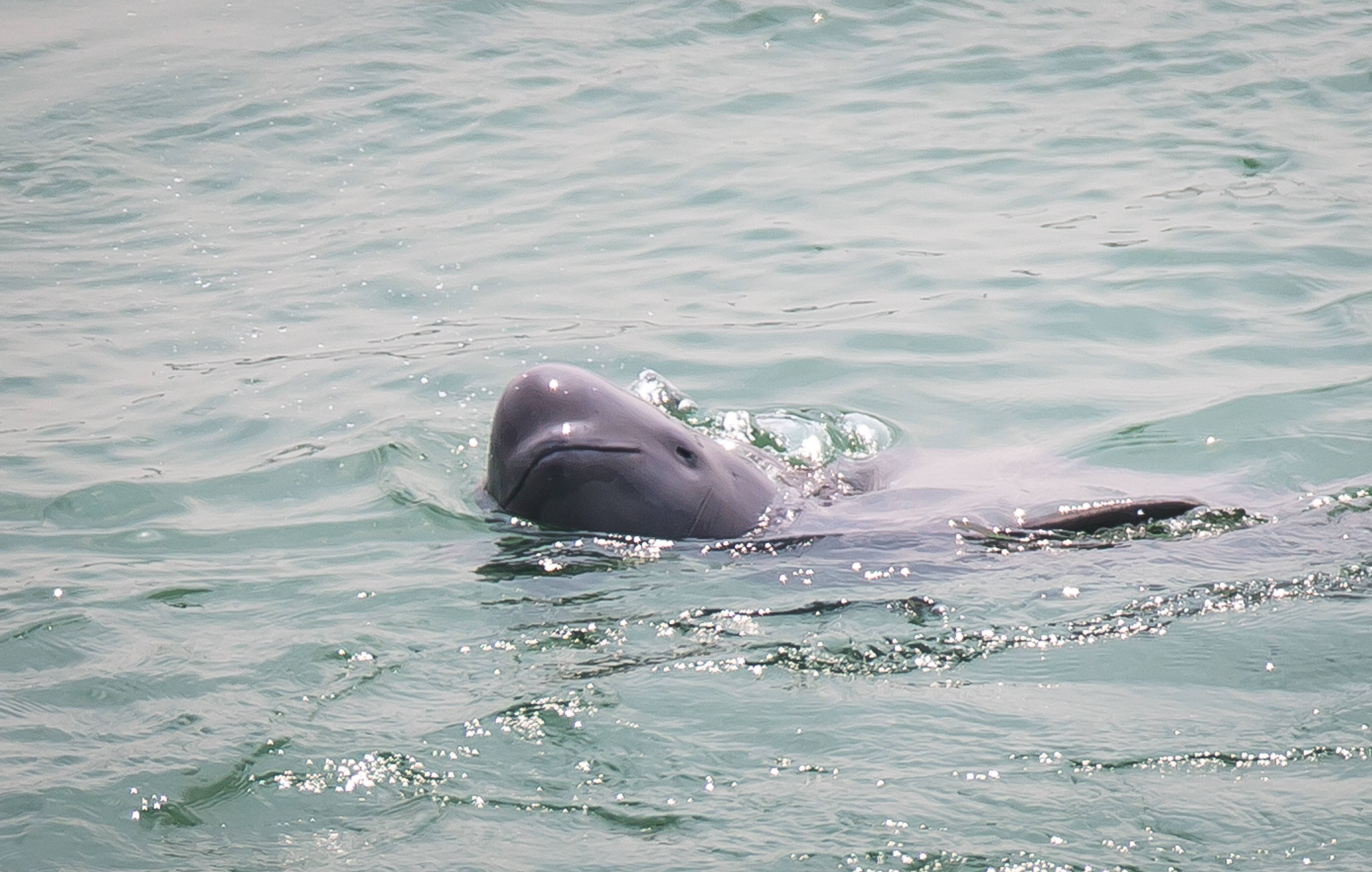 微笑天使长江江豚成群出游