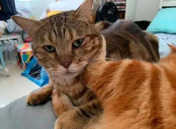 蛋蛋|喵生太艰难，猫：我受不了这委屈！