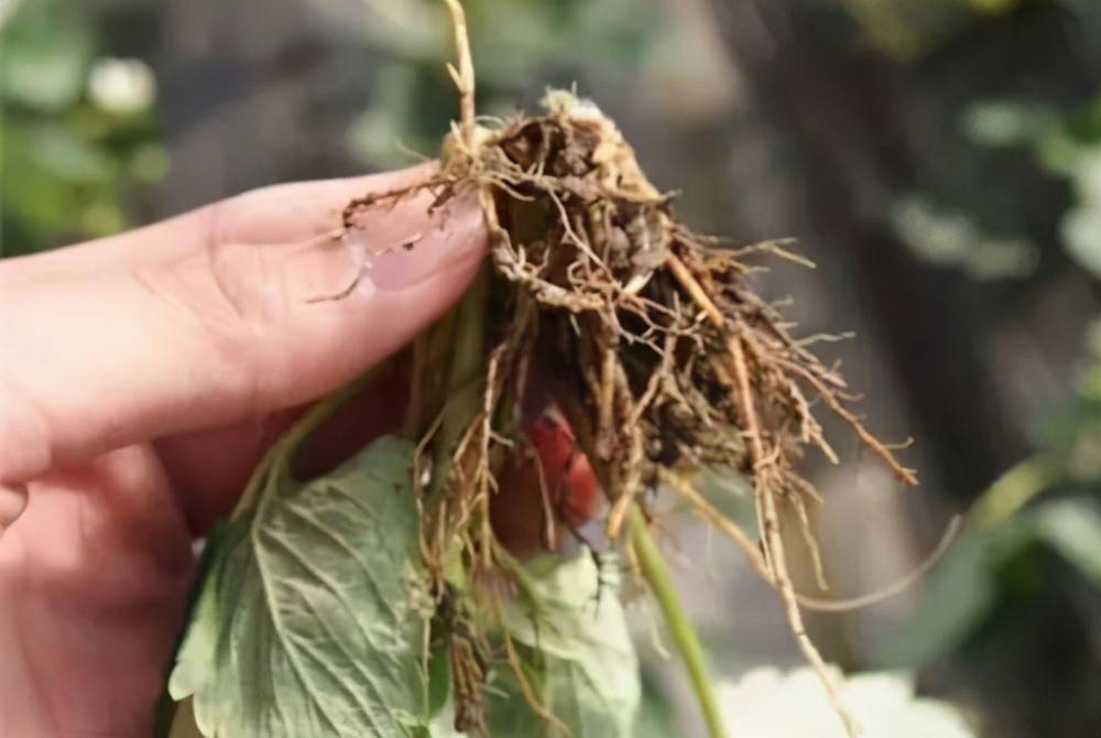 草莓病虫害早知道——根线虫,连作时间越长,危害越重_土壤