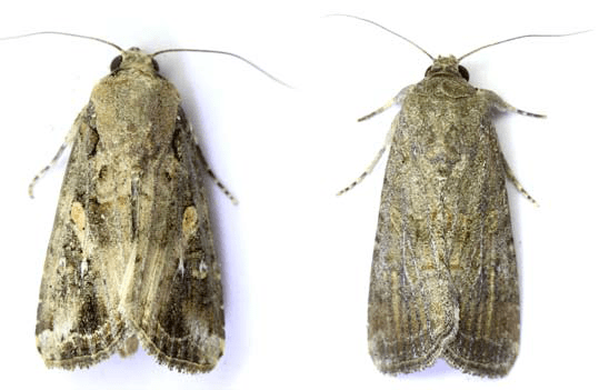 农牧课堂草地贪夜蛾识别与防控技术