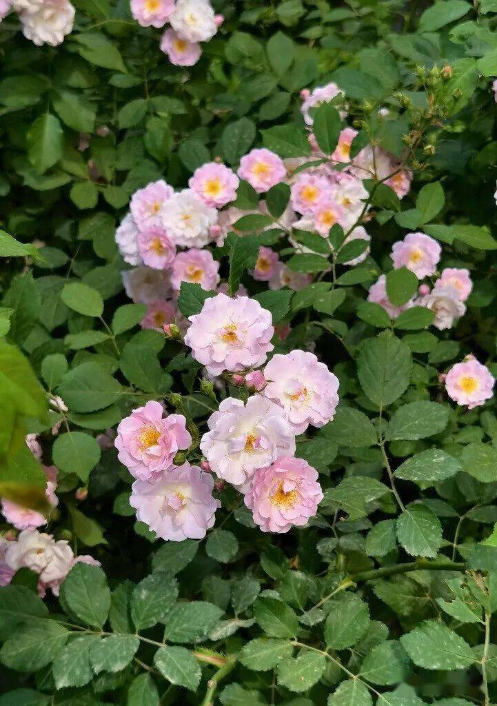 十姊妹 七姊妹_蔷薇