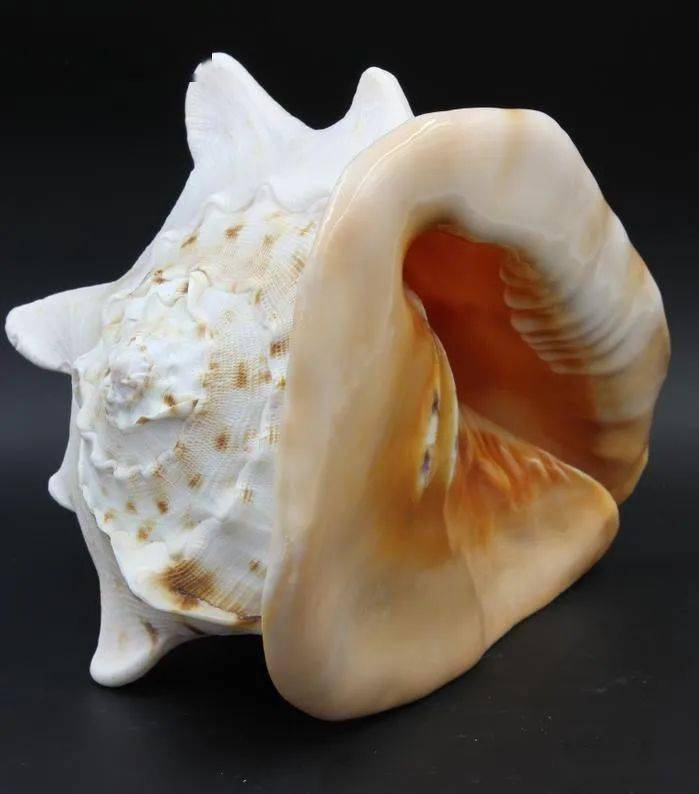 海南美食博主录制视频吃法螺被拘留