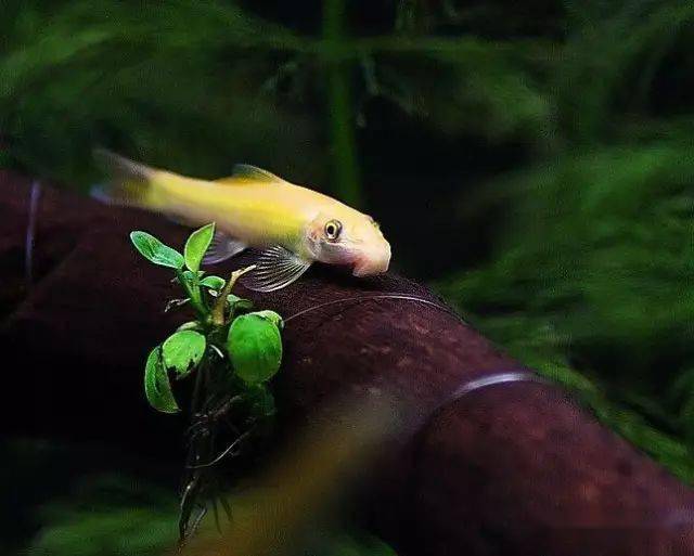 老鼠鱼比较温和,一般能与灯科类,七彩,神仙类,短鲷和孔雀类等鱼混养.