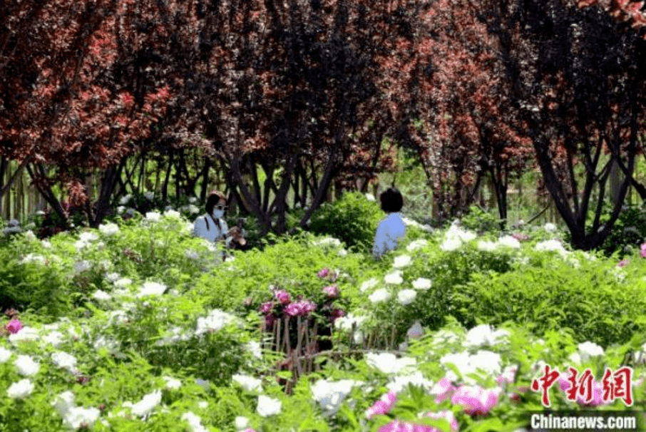 宁夏贺兰700余亩牡丹绽放吸引游客观赏打卡