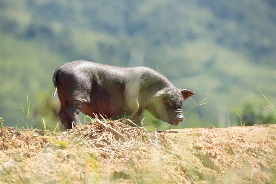 黑猪也由此被改名槐猪却牵连了其后他们的思乡之情偶然邂逅的一种黑猪