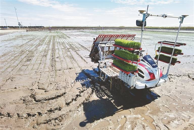 看!3600亩示范区"无人机"插秧