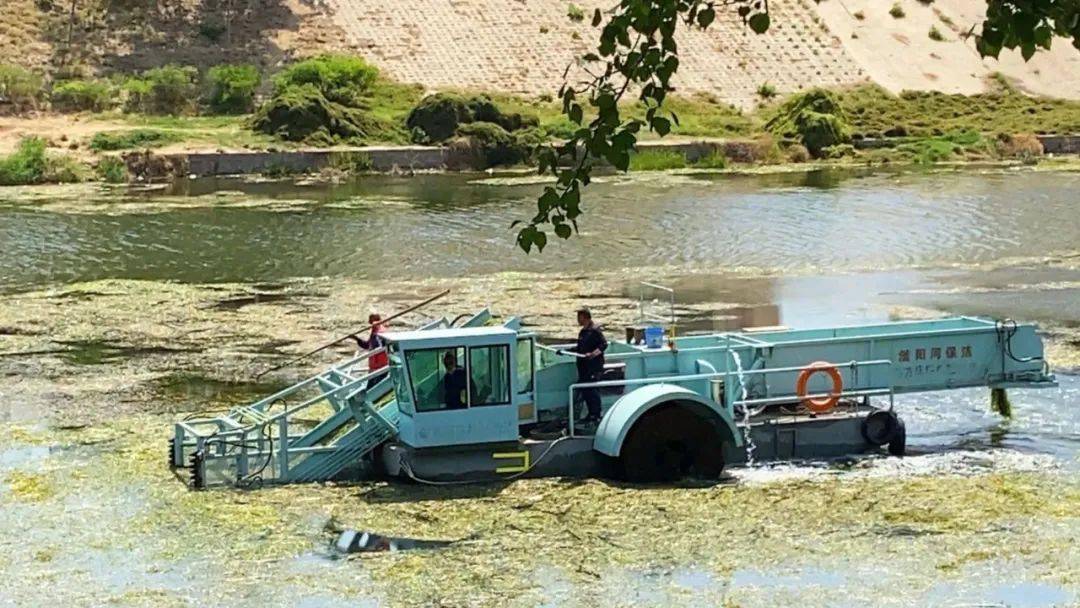衡水市滏阳河市区段实施水草打捞清理