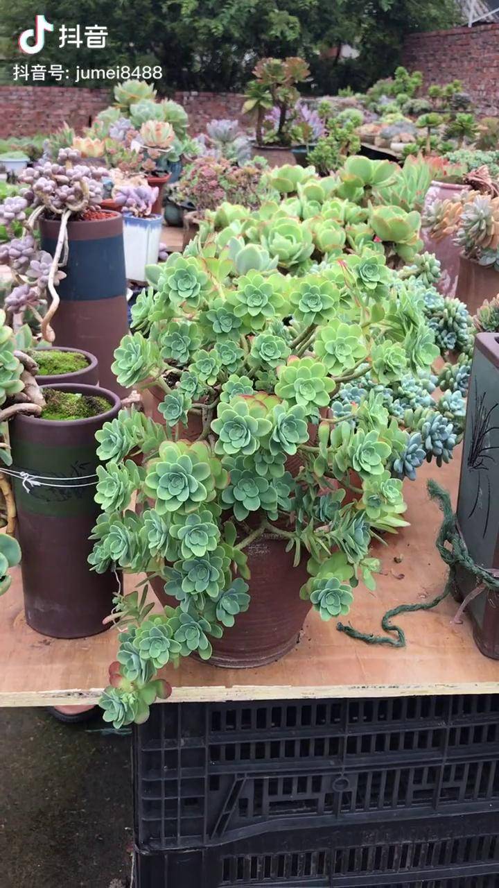 多肉圆叶薄化妆慢慢的开始上颜色了