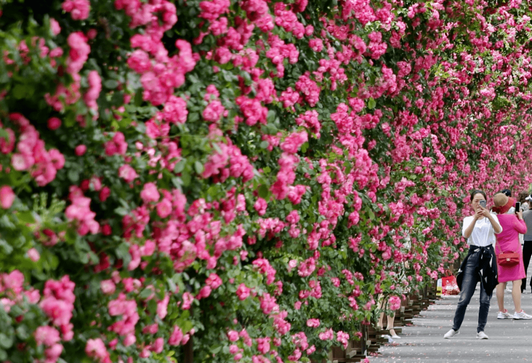 藤蔓上全是月季花由60多个拱形花架组成花廊全长280多米横亘在大门西