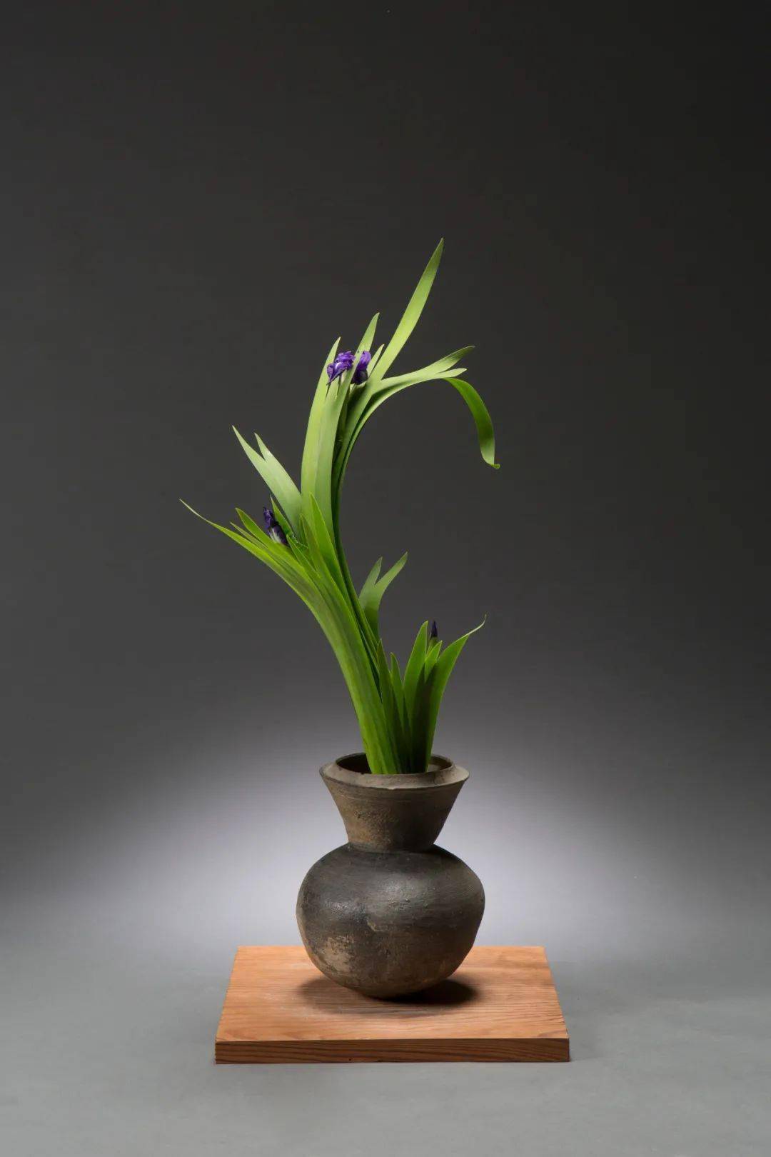 生命本源 【未生流花道】本色研修课第二期_课程