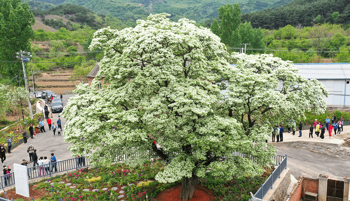 北京580岁古流苏树迎来盛花期花满冠盖如瀑似雪