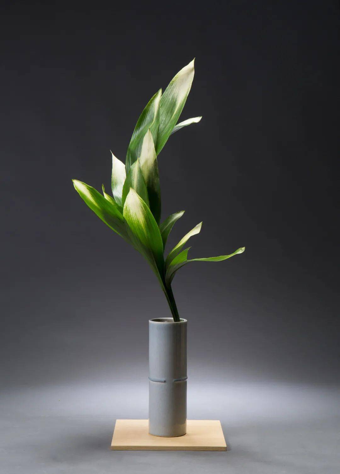 生命本源 【未生流花道】本色研修课第二期_课程